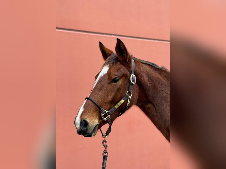 KWPN Merrie 3 Jaar 160 cm Roodbruin in Milan