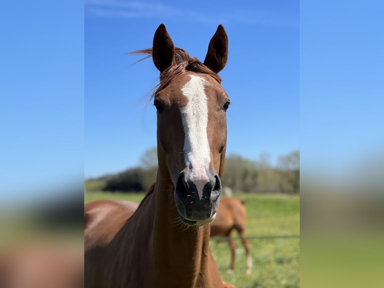 KWPN Merrie 3 Jaar 160 cm Roodvos in Orriols