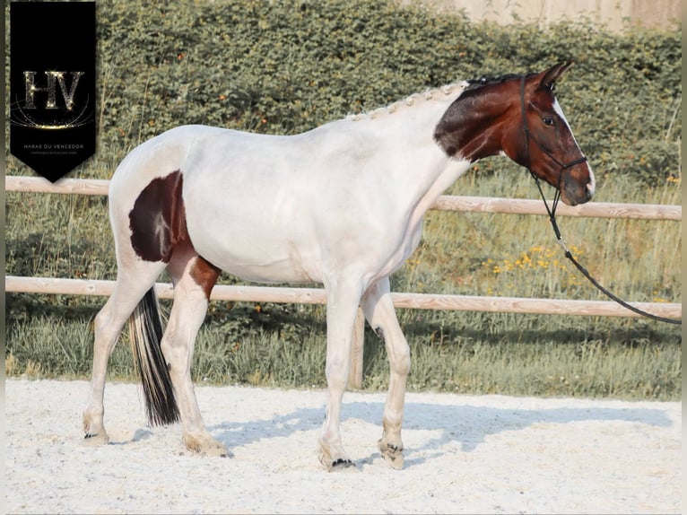 KWPN Merrie 3 Jaar 160 cm Tobiano-alle-kleuren in Grury