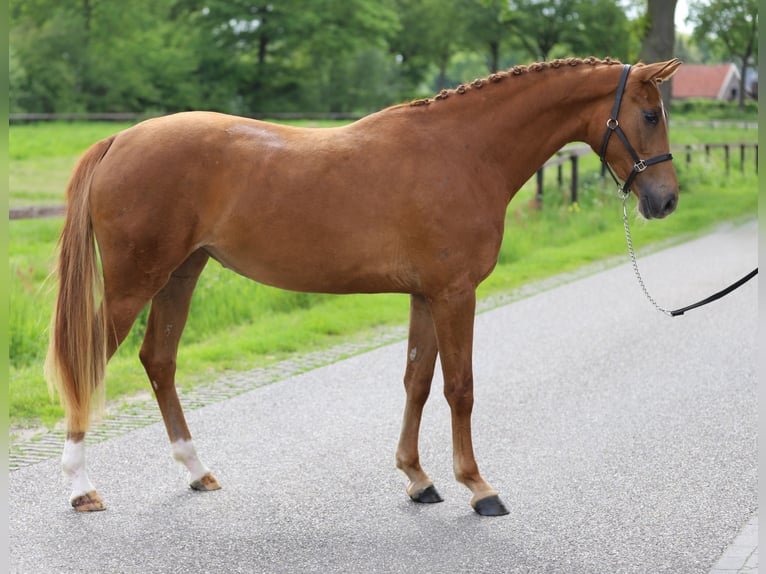 KWPN Merrie 3 Jaar 160 cm Vos in Zieuwent