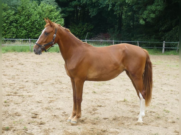 KWPN Merrie 3 Jaar 160 cm Vos in Overasselt