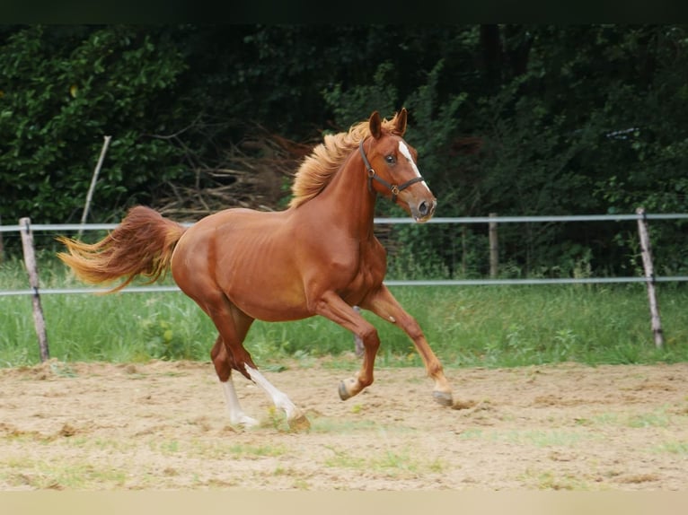 KWPN Merrie 3 Jaar 160 cm Vos in Overasselt