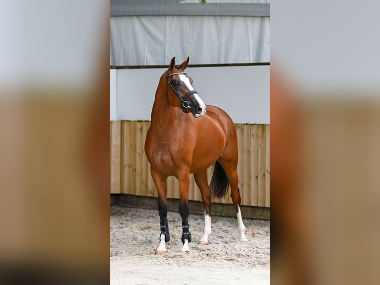 KWPN Merrie 3 Jaar 161 cm Bruin in Kaulille