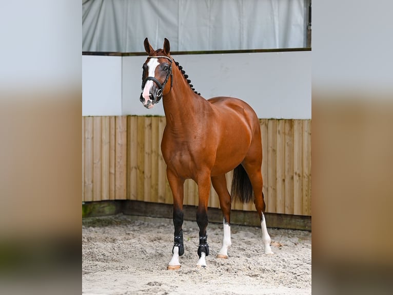 KWPN Merrie 3 Jaar 161 cm Bruin in Kaulille