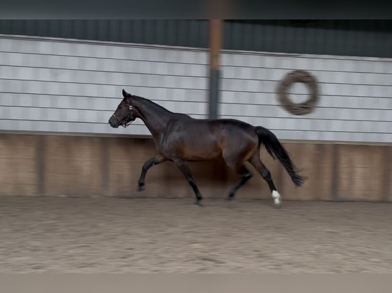KWPN Merrie 3 Jaar 161 cm Donkerbruin in Oud Gastel