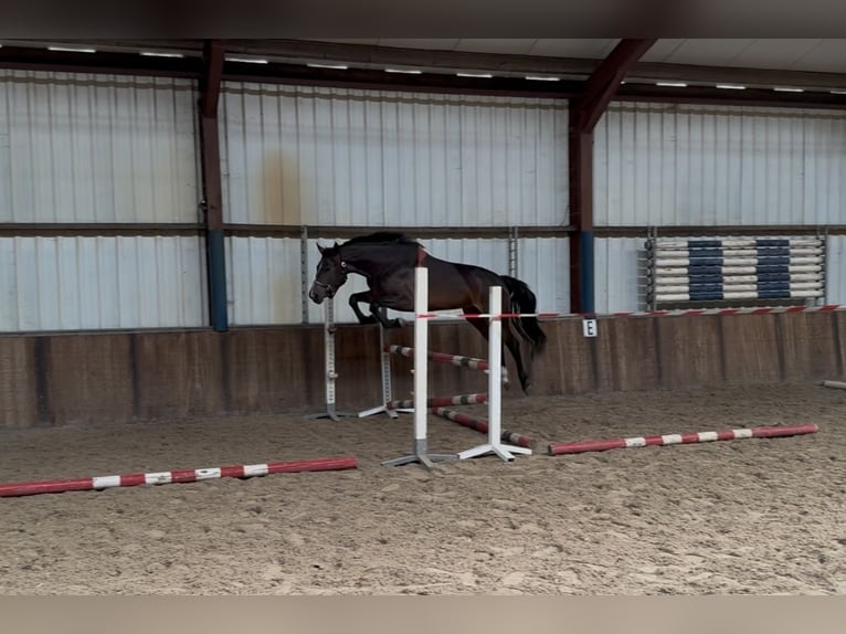KWPN Merrie 3 Jaar 161 cm Donkerbruin in Oud Gastel