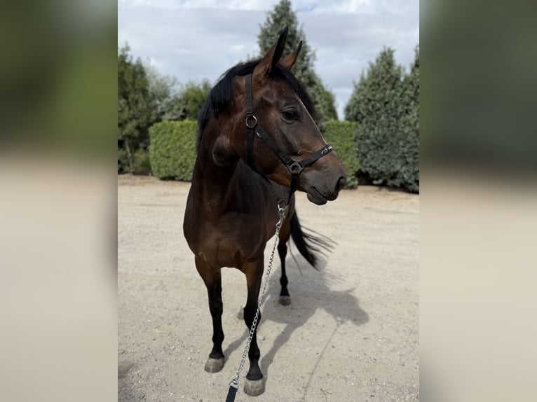 KWPN Merrie 3 Jaar 161 cm Donkerbruin in Oud Gastel