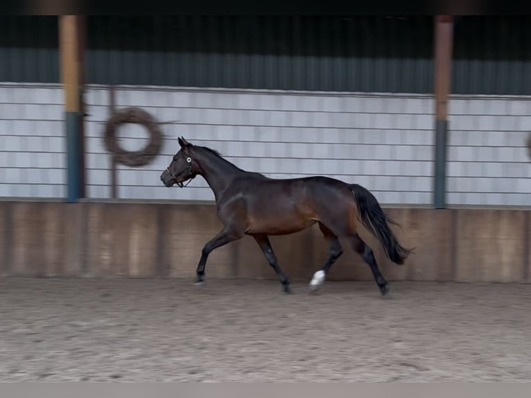 KWPN Merrie 3 Jaar 161 cm Donkerbruin in Oud Gastel