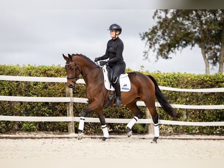 KWPN Merrie 3 Jaar 162 cm Bruin in Parrega