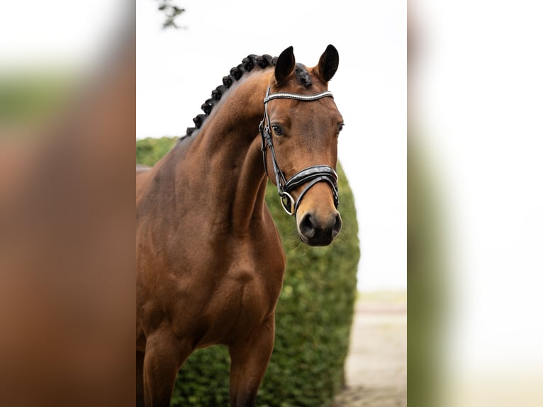 KWPN Merrie 3 Jaar 162 cm Bruin in Parrega