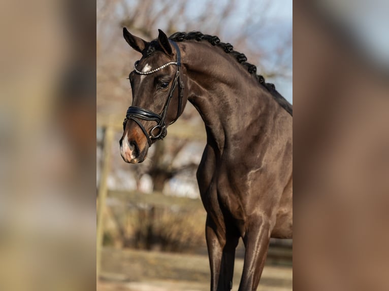 KWPN Merrie 3 Jaar 162 cm Bruin in Poeldijk