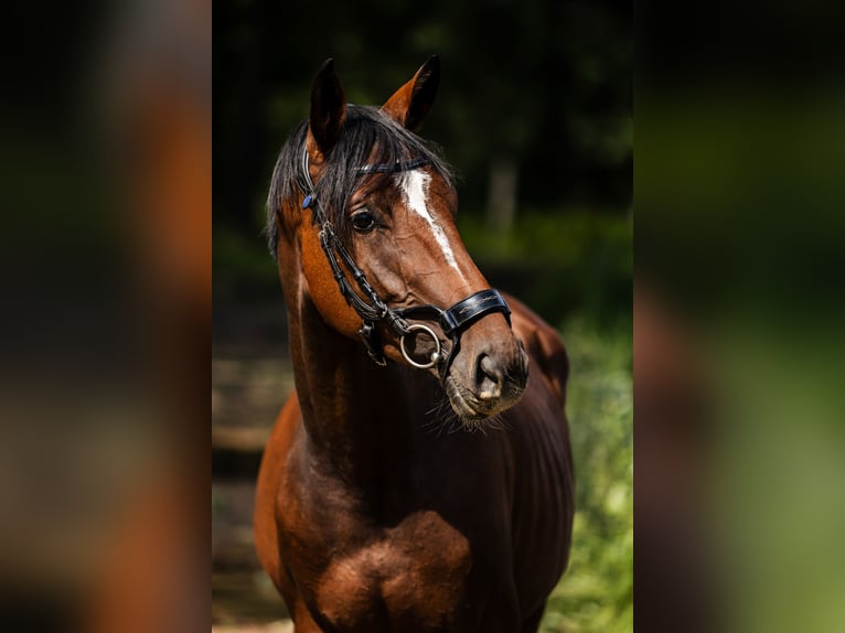 KWPN Merrie 3 Jaar 162 cm Roodbruin in Susteren