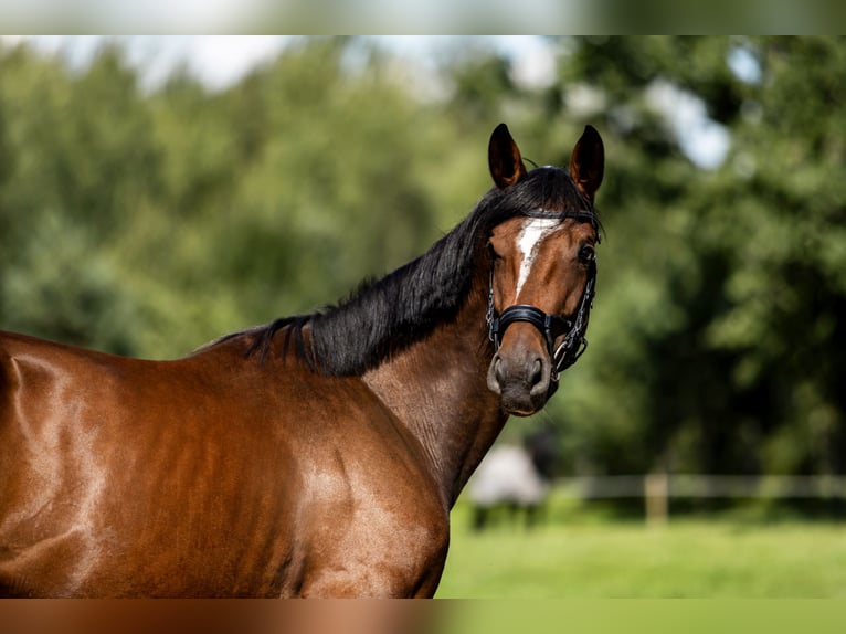 KWPN Merrie 3 Jaar 162 cm Roodbruin in Susteren