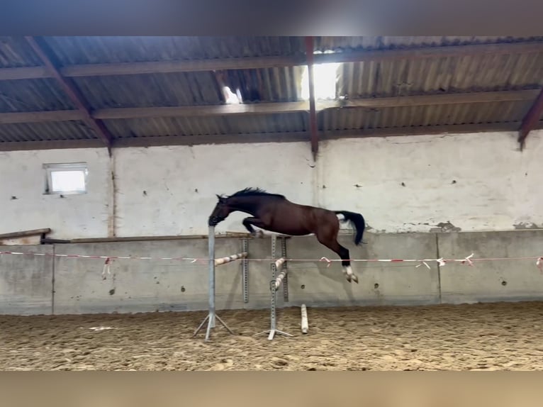 KWPN Merrie 3 Jaar 162 cm Roodbruin in Susteren