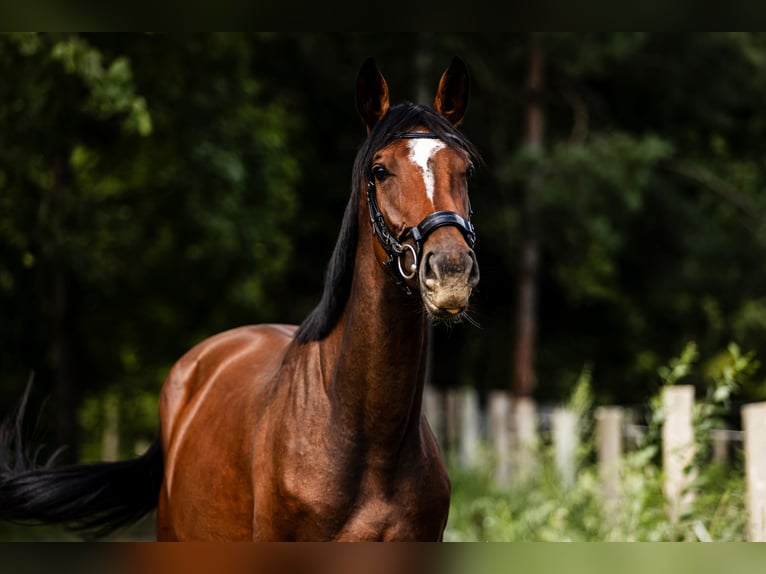 KWPN Merrie 3 Jaar 162 cm Roodbruin in Susteren