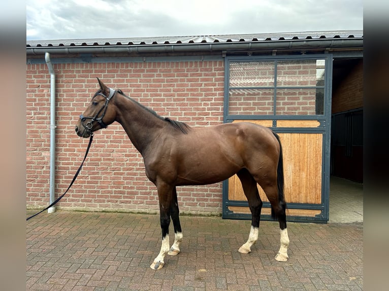 KWPN Merrie 3 Jaar 162 cm Roodbruin in Susteren