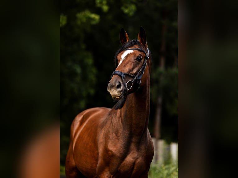 KWPN Merrie 3 Jaar 162 cm Roodbruin in Susteren