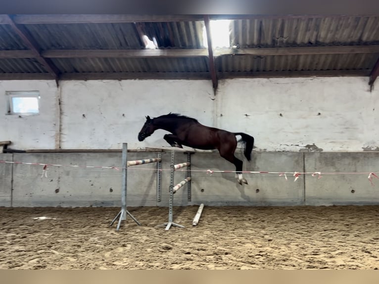 KWPN Merrie 3 Jaar 162 cm Roodbruin in Susteren