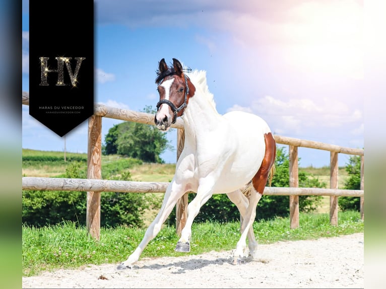 KWPN Merrie 3 Jaar 162 cm Tobiano-alle-kleuren in Marly-sous-Issy