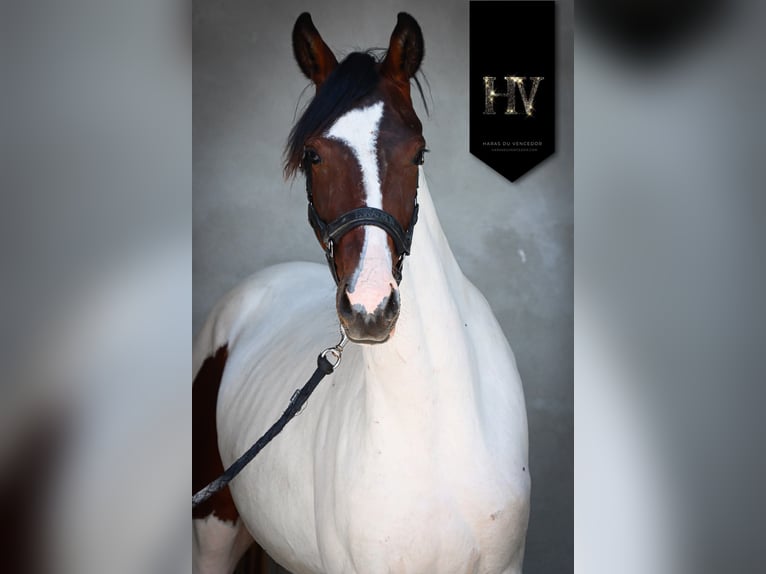KWPN Merrie 3 Jaar 162 cm Tobiano-alle-kleuren in Marly-sous-Issy