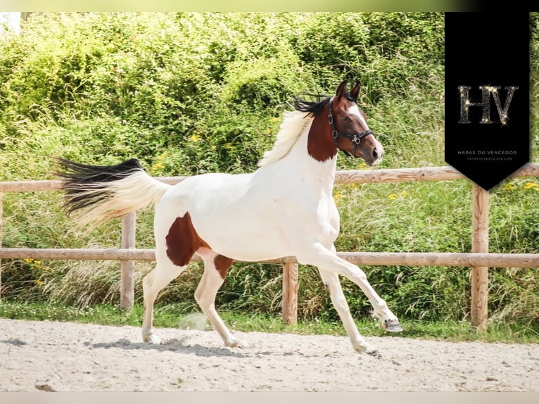 KWPN Merrie 3 Jaar 162 cm Tobiano-alle-kleuren in Marly-sous-Issy