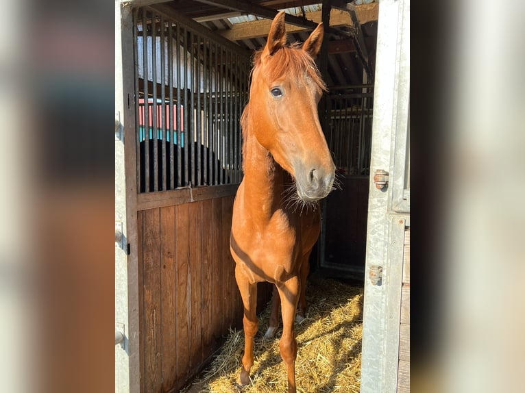 KWPN Merrie 3 Jaar 162 cm Vos in Winnenden