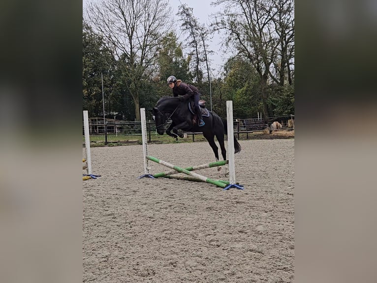 KWPN Merrie 3 Jaar 162 cm Zwart in Drongelen