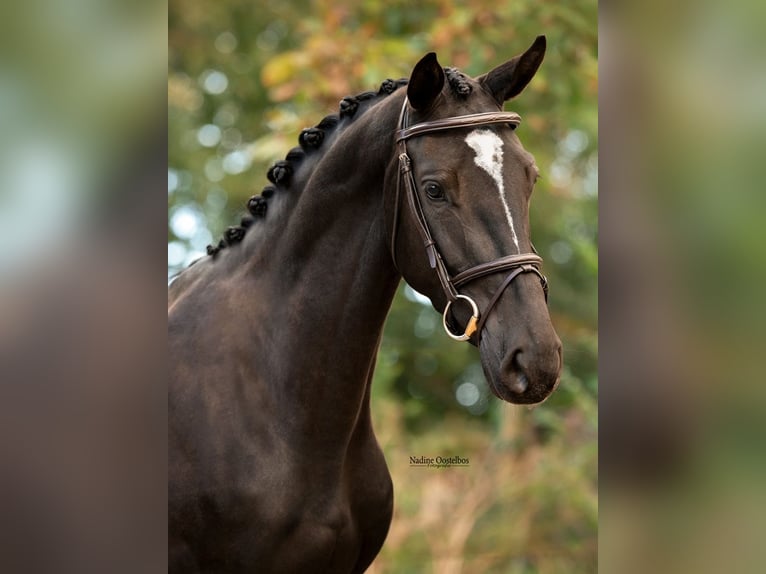 KWPN Merrie 3 Jaar 162 cm Zwart in Drongelen