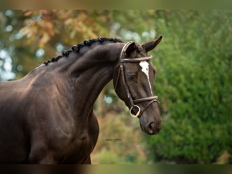 KWPN Merrie 3 Jaar 162 cm Zwart in Drongelen