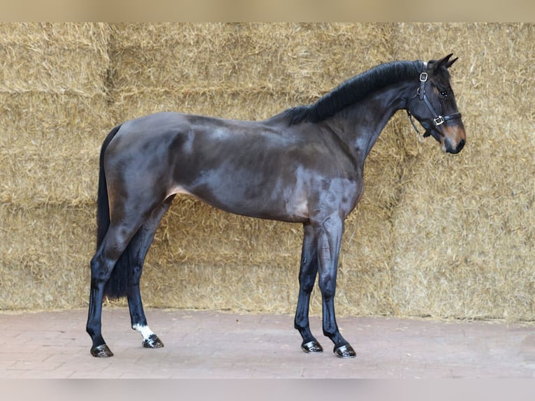 KWPN Merrie 3 Jaar 162 cm Zwartbruin in Moergestel