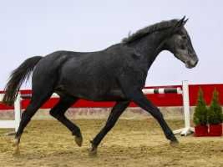 KWPN Merrie 3 Jaar 162 cm Zwartbruin in Waddinxveen