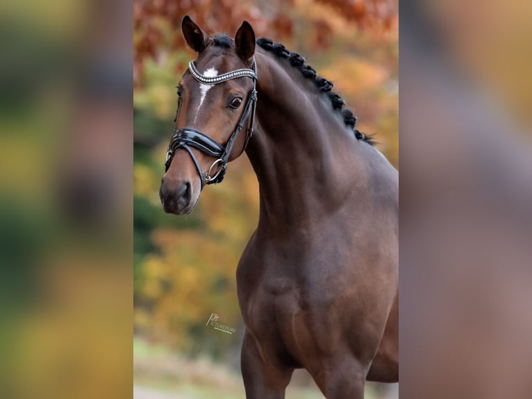 KWPN Merrie 3 Jaar 163 cm Bruin in Peer