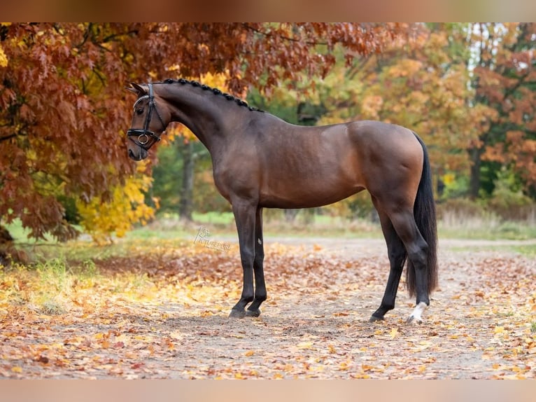 KWPN Merrie 3 Jaar 163 cm Bruin in Peer