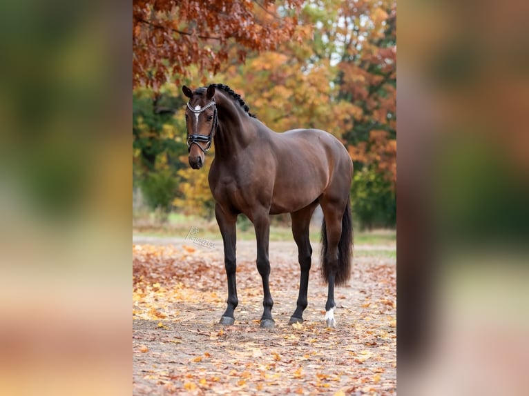 KWPN Merrie 3 Jaar 163 cm Bruin in Peer