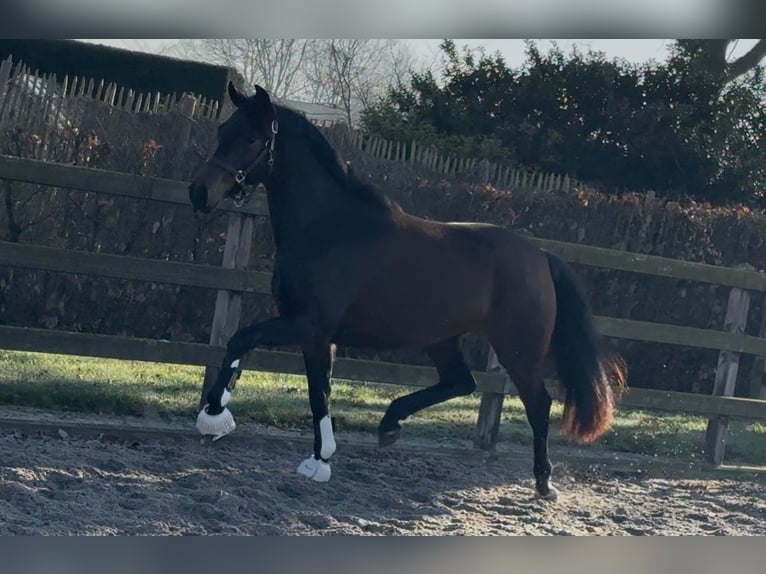 KWPN Merrie 3 Jaar 163 cm Donkerbruin in Moergestel