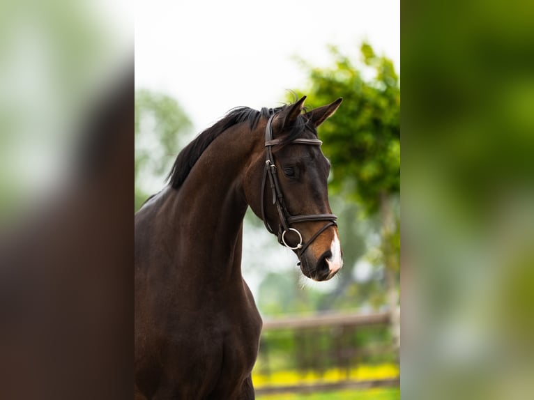 KWPN Merrie 3 Jaar 163 cm Donkerbruin in Nieuw-Vennep