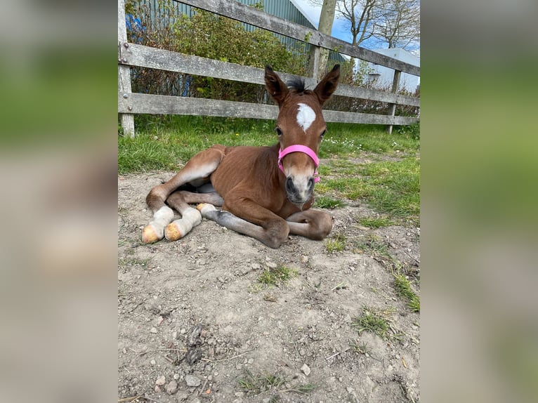 KWPN Merrie 3 Jaar 163 cm Donkerbruin in Surhuizum
