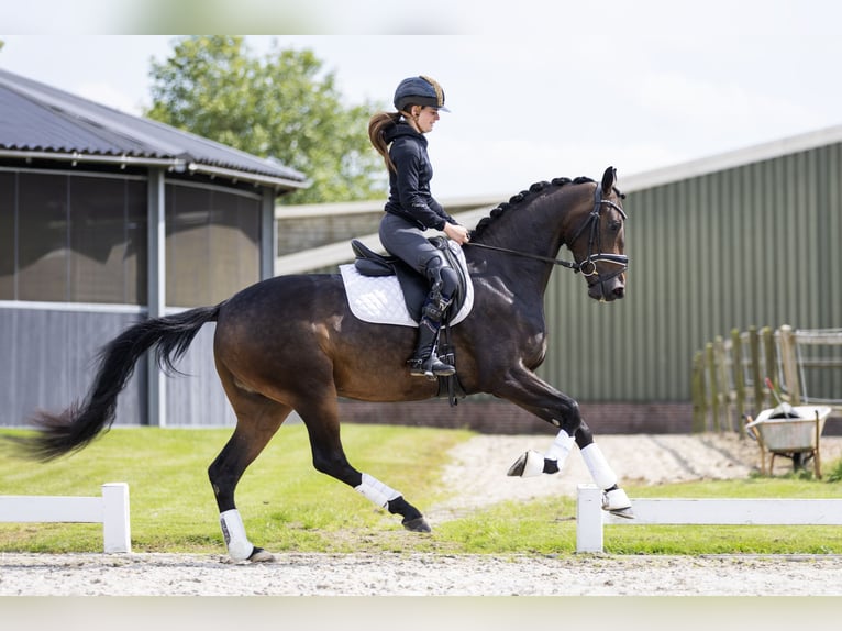 KWPN Merrie 3 Jaar 163 cm Donkerbruin in Vledderveen