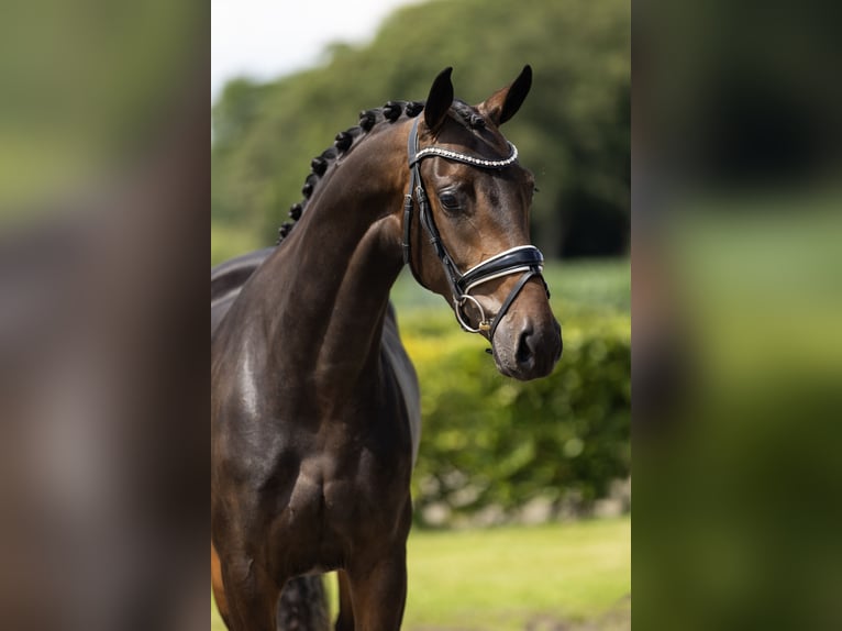 KWPN Merrie 3 Jaar 163 cm Donkerbruin in Vledderveen