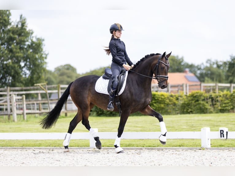 KWPN Merrie 3 Jaar 163 cm Donkerbruin in Vledderveen