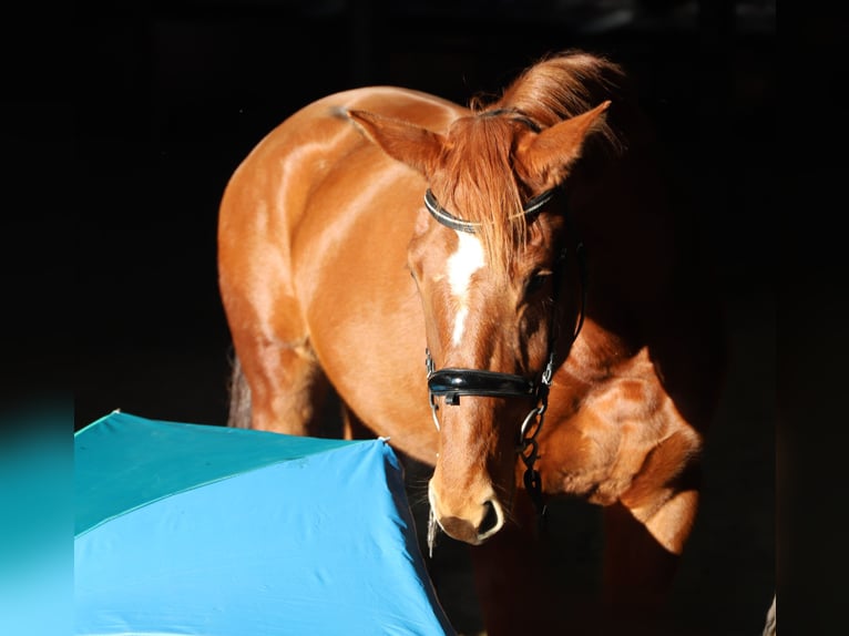 KWPN Merrie 3 Jaar 163 cm Vos in Wachtendonk