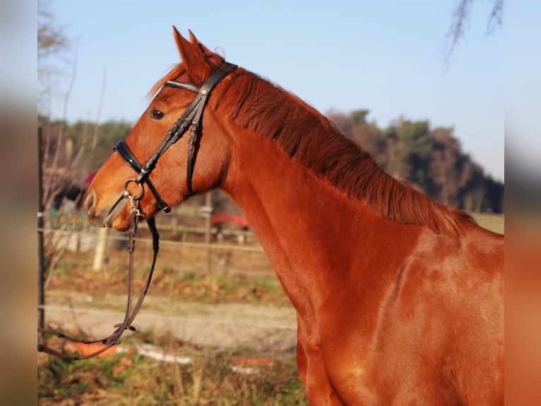 KWPN Merrie 3 Jaar 163 cm Vos in Wachtendonk