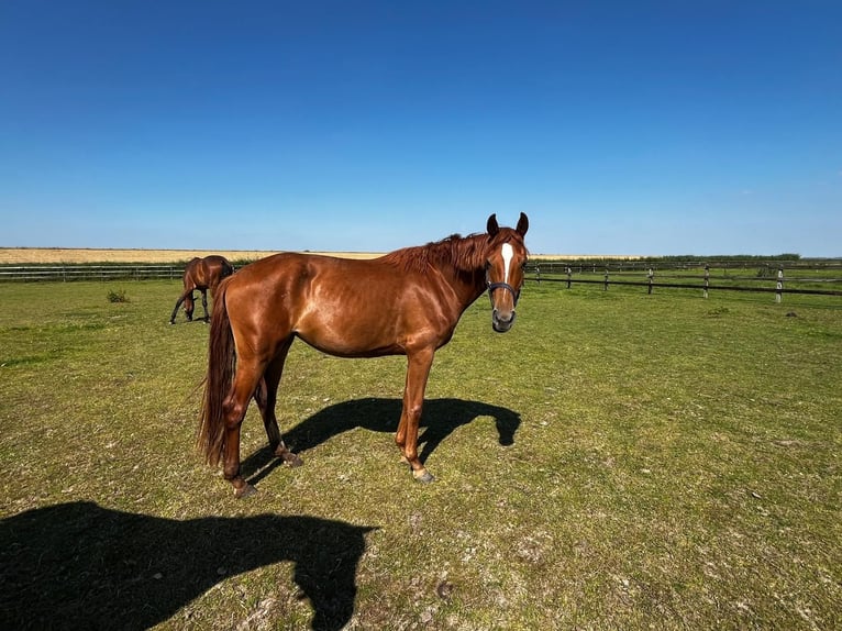 KWPN Merrie 3 Jaar 163 cm Vos in Swifterbant