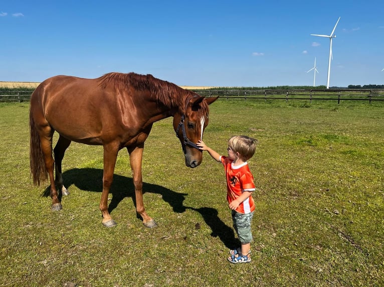 KWPN Merrie 3 Jaar 163 cm Vos in Swifterbant