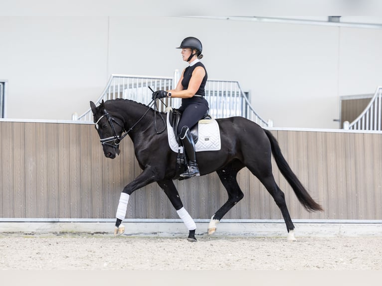 KWPN Merrie 3 Jaar 163 cm Zwart in Hindeloopen