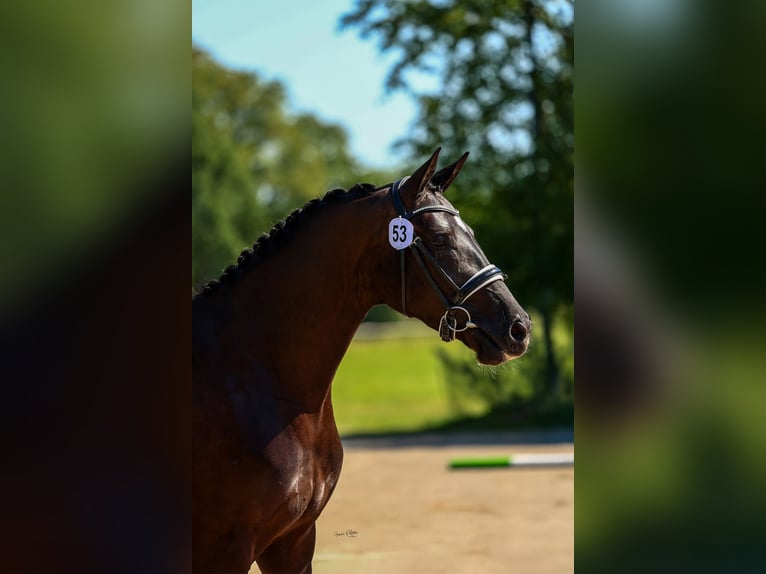 KWPN Merrie 3 Jaar 163 cm Zwart in Hindeloopen