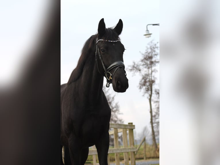 KWPN Merrie 3 Jaar 163 cm Zwart in Groot-Ammers