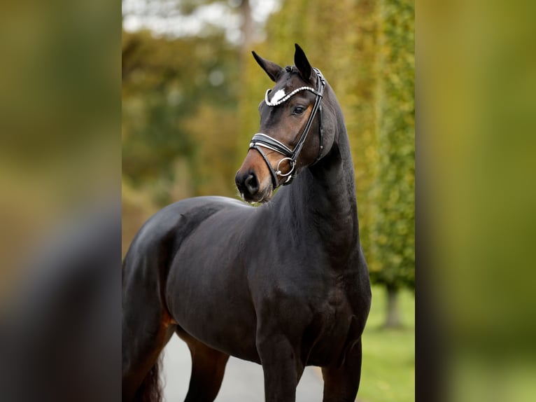 KWPN Merrie 3 Jaar 163 cm Zwartbruin in Steinfurt