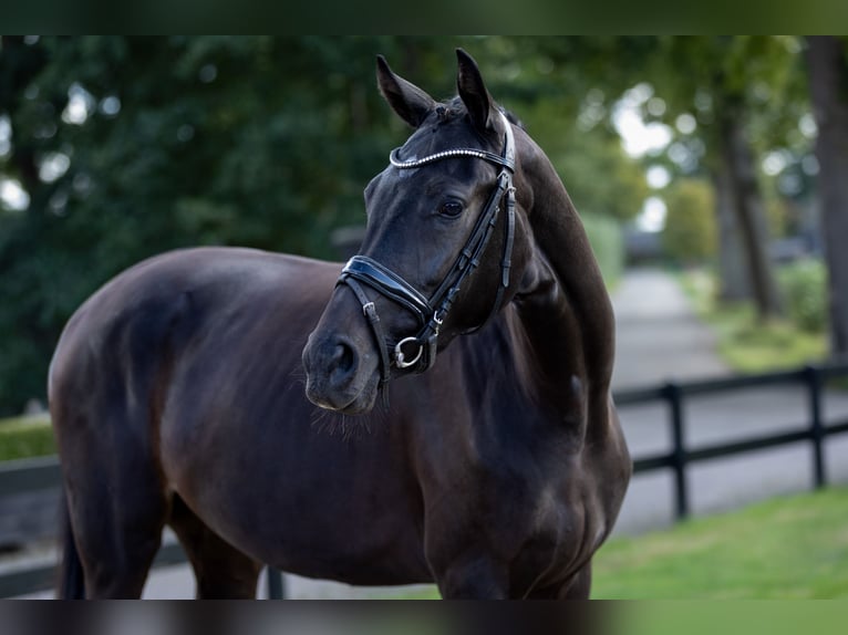 KWPN Merrie 3 Jaar 164 cm Donkerbruin in Bennekom