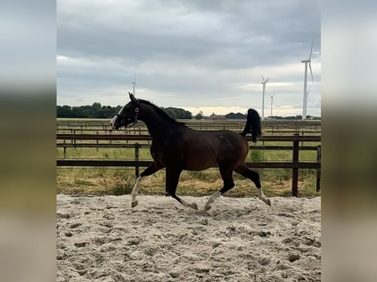 KWPN Merrie 3 Jaar 164 cm Donkerbruin in Zeewolde